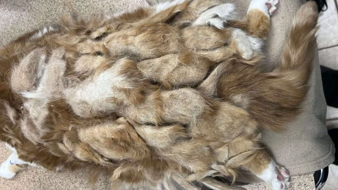 Völlig verfilzte Katze