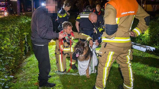 Vrouw en hond vallen 's nachts in put in Vijfhuizen