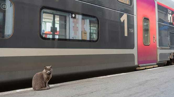 Vrouw krijgt boete in Frankrijk omdat kat te hard miauwt in trein