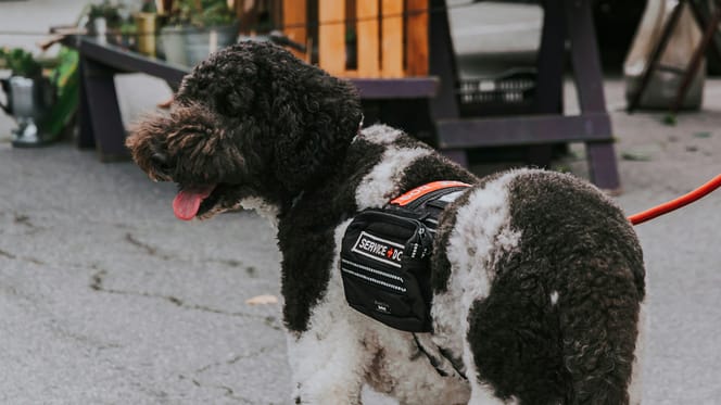 Frau mit Assistenzhund in Utrecht mit Feuerwerkskörpern beworfen