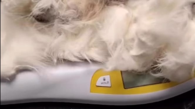 Waage mit verfilztem Katzenfell