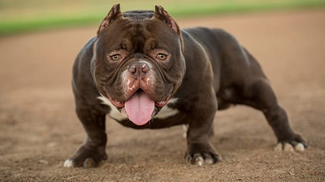 Waarom de Bully XL niet verboden is in Nederland