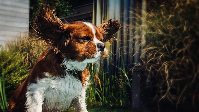 waarom schudt hond