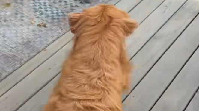 Wally le chien