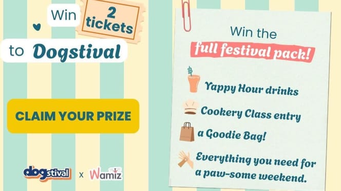 Wamiz Dogstival competition