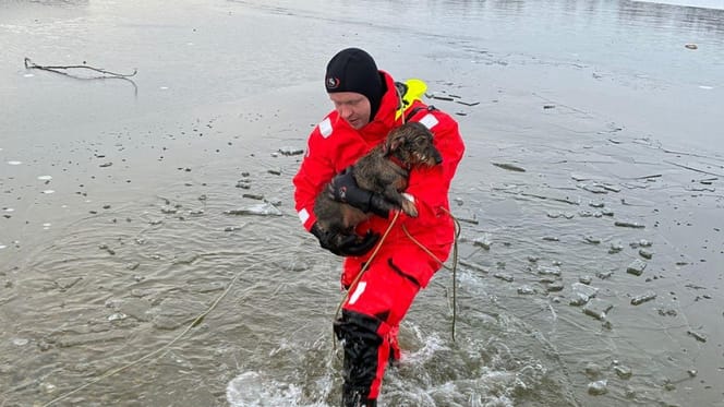 Wasserwacht rettet Dackel aus See