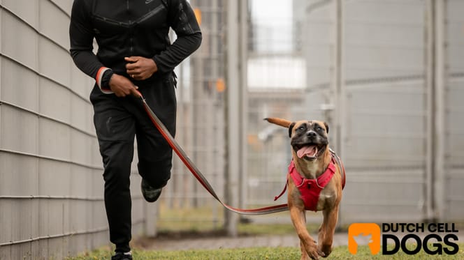 Wat doet stichting Dutch Cell Dogs?