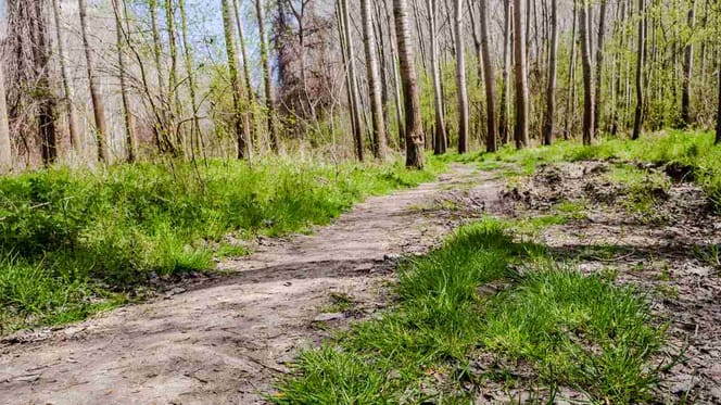 Weg durch ein Waldstück