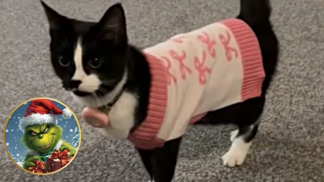 "Weihnachts-Grinch" Katze Mila