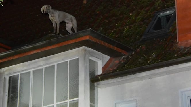 Weimaraner auf dem Hausdach