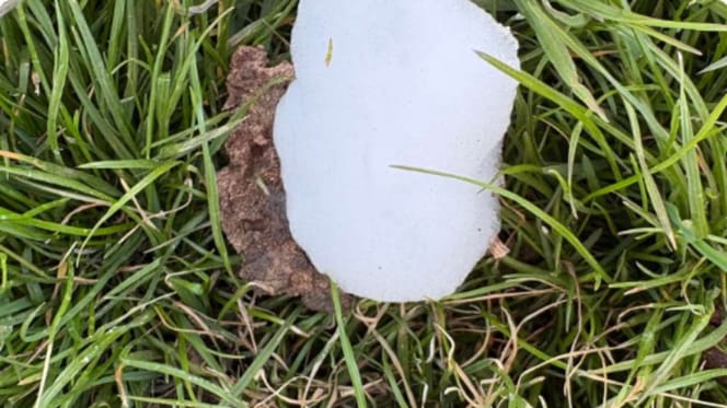 Weiße, schaumige Substanz auf Gras