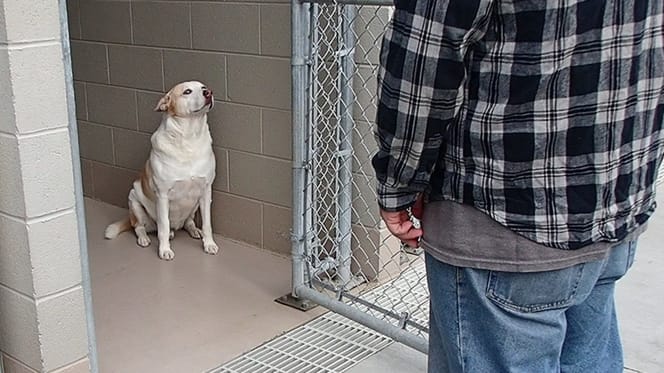 Witte hond in kennel kijkt naar man