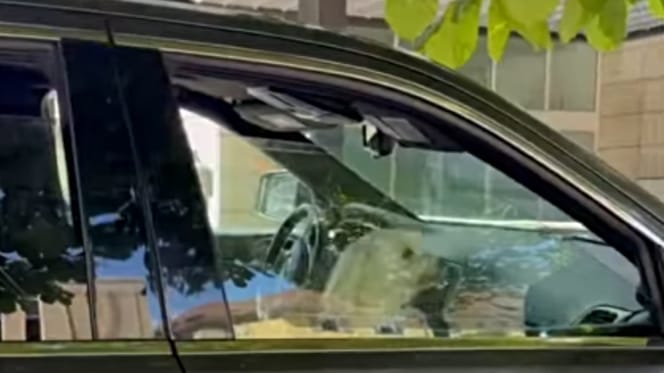 Weißer Hund sitzt in geparktem Auto
