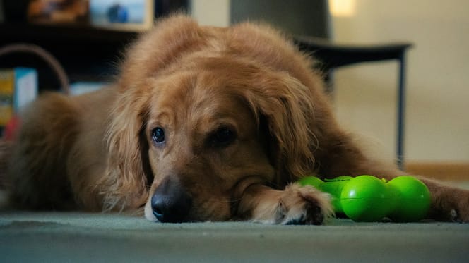 welke kleuren kunnen honden zien