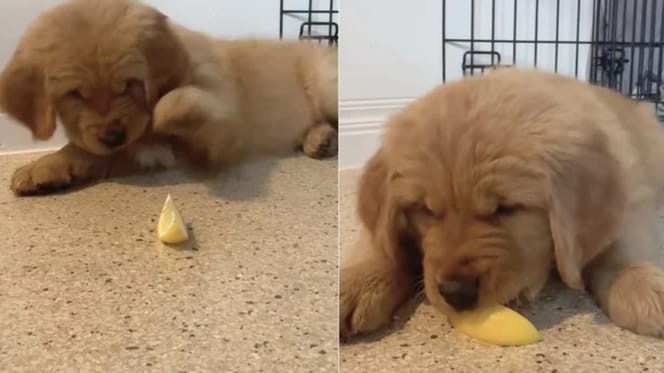 Puppy eet eerste citroen