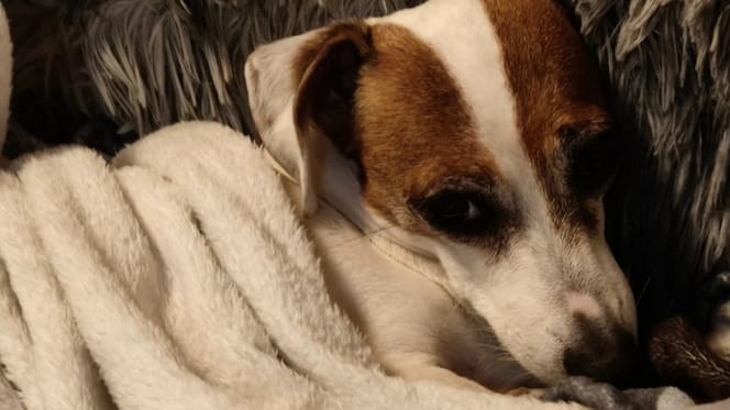 Welpe Stella ist schwerkrank