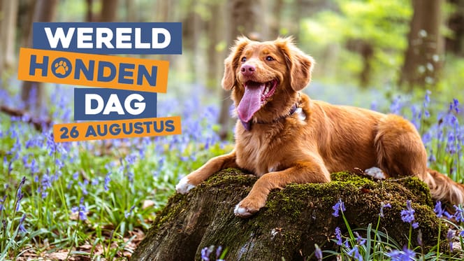 Wereldhondendag 2025