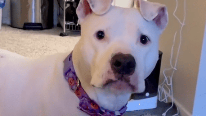 Perra blanca mira a la cámara