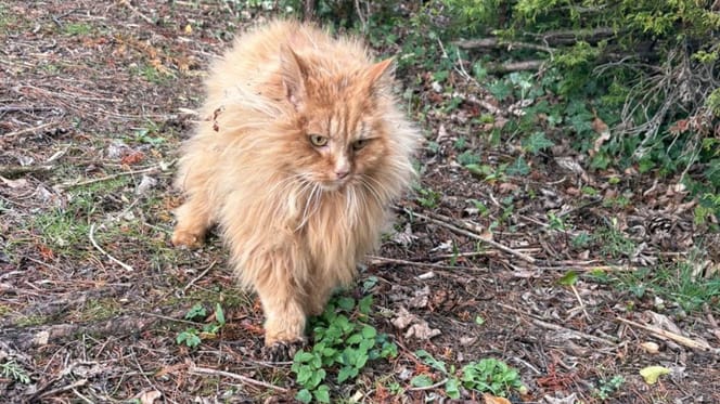Wesley le chat