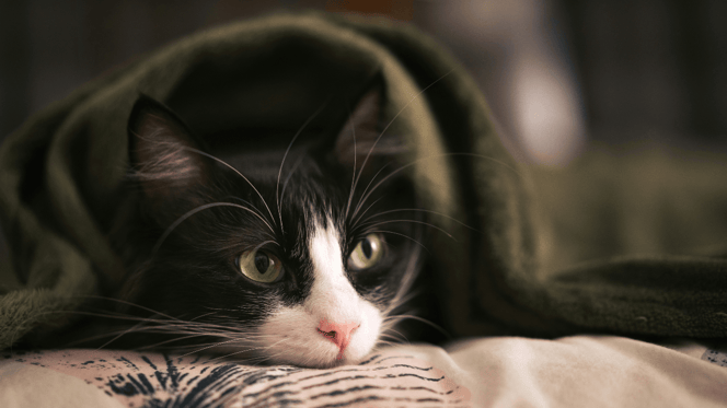 What is FIP in cats?: black and white cat hiding under a blanket