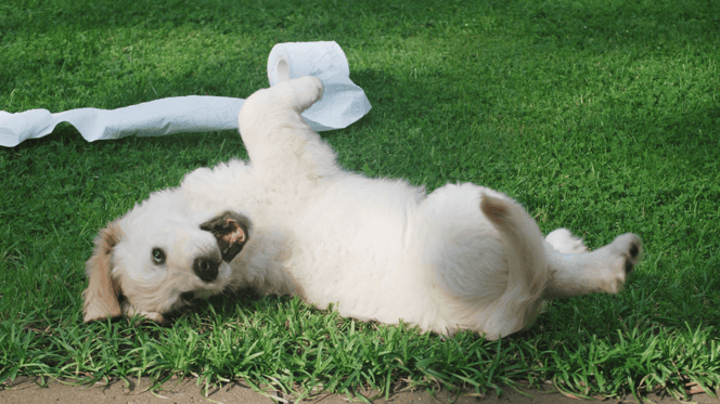 When to begin training a puppy: Puppy rolling in grass with toilet paper