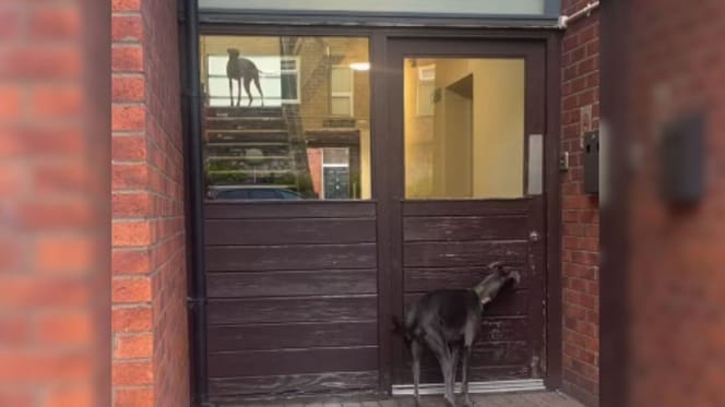 Whippet on landing and whippet at front door