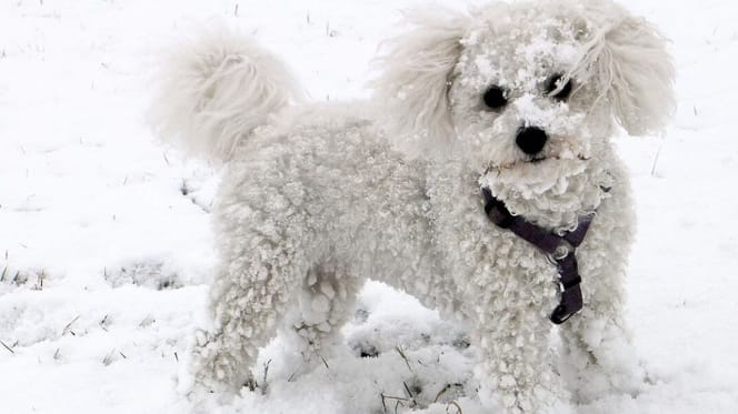 White dog standing in snow