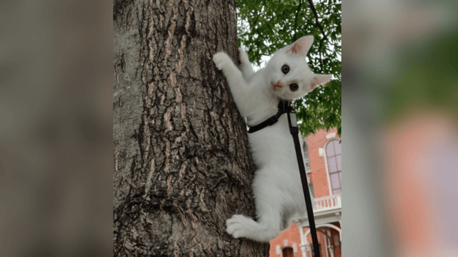White kitten climbing tree