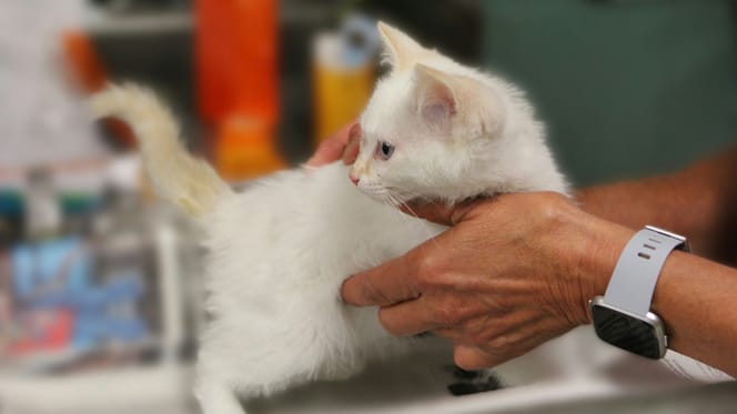 White kitten standing on vet table