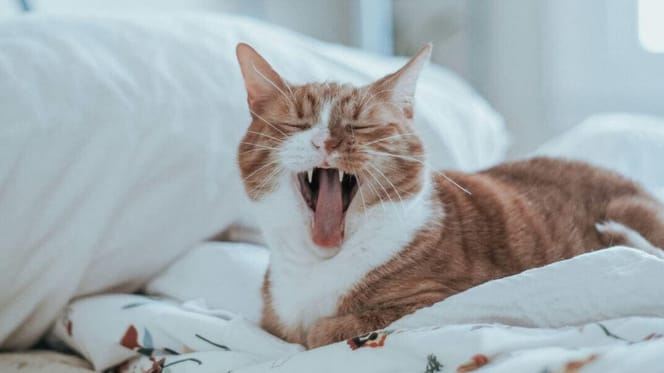 Why does my cat yawn when he sees me: cat yawning