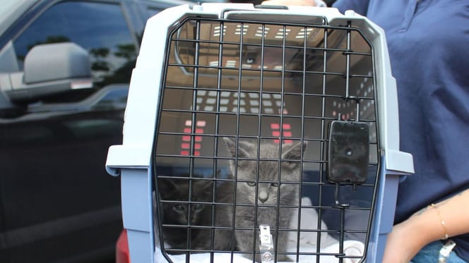 Więzienie i osadzona