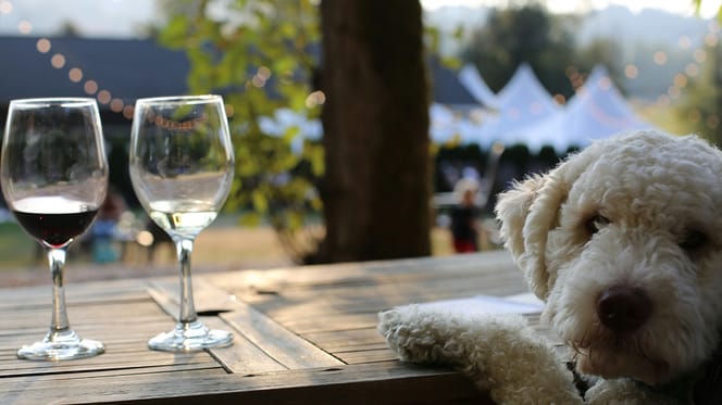 Wijn speciaal voor honden? Bedrijf uit Nieuw-Zeeland brengt het op de markt