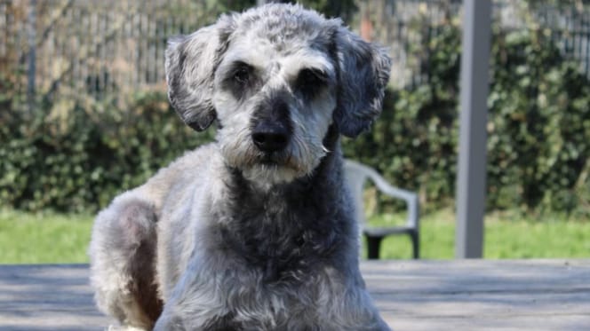 Wil jij Chico adopteren?