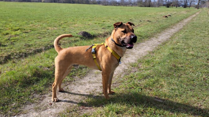 Wil jij Kenzo adopteren?