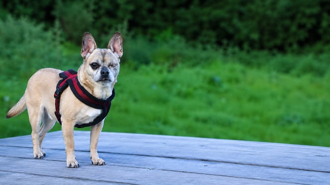 Wil jij Millow adopteren?