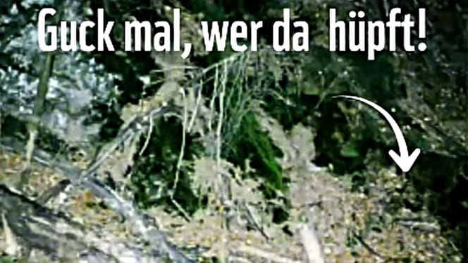 Wildtierkamera-Aufnahme