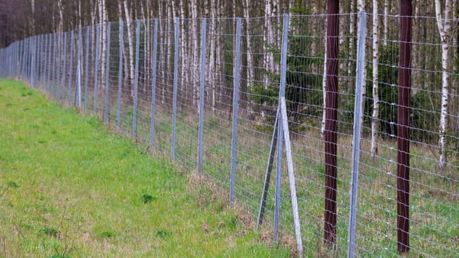 Wildzaun am Waldrand