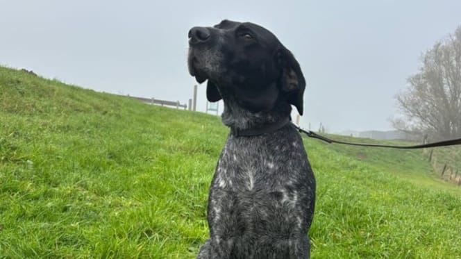 Willie is op zoek naar een thuis. Wil jij hem adopteren?