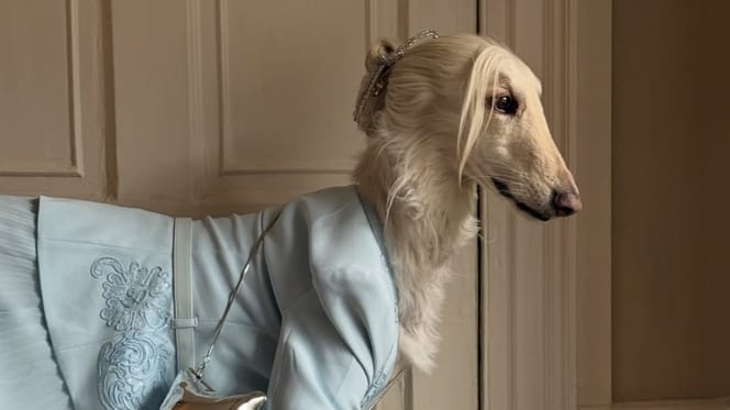 Windhündin Samantha