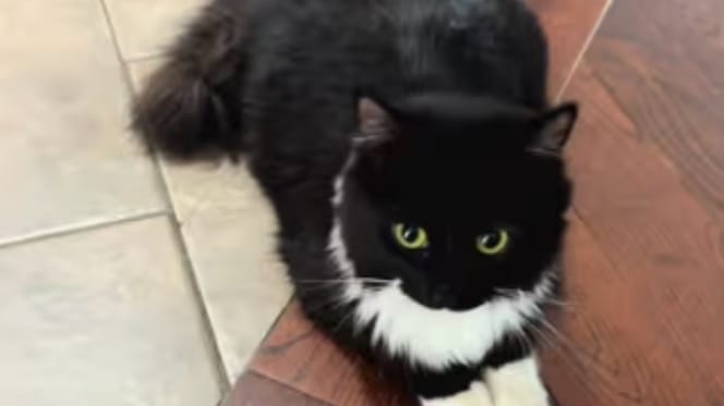 Winnie the cat
