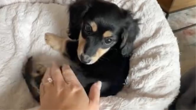 Winnie la chienne
