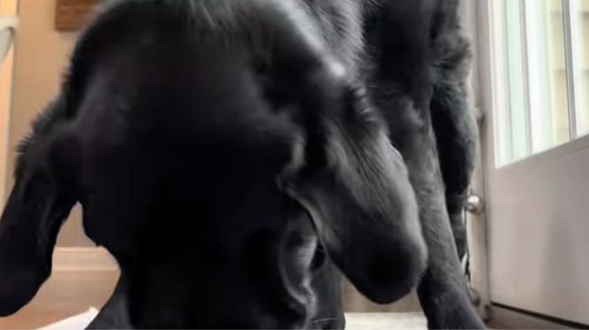 Winnie la chienne