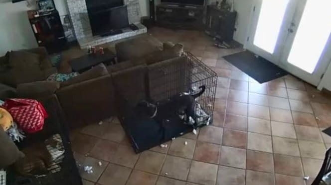 Woonkamer met twee honden in een bench