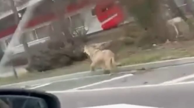 Wolf läuft durch Leverkusen