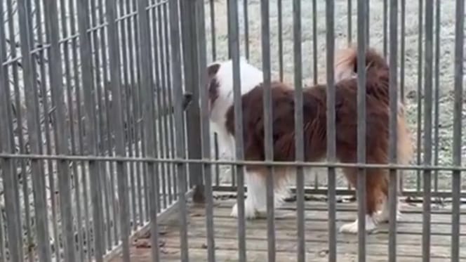 Wolf steht vor Hundezwinger