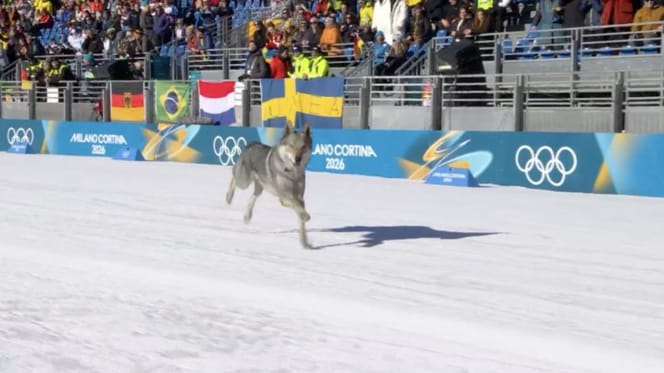 Wolfhond duikt plotseling op bij Olympisch langlaufen
