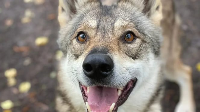 Wolfhund Nanouk