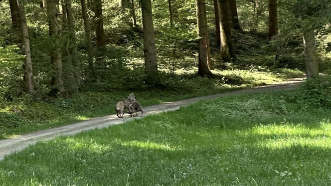 Observation d'un loup à Schopfloch