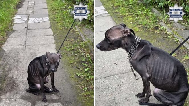 Wychudzony pies porzucony przez opiekunkę