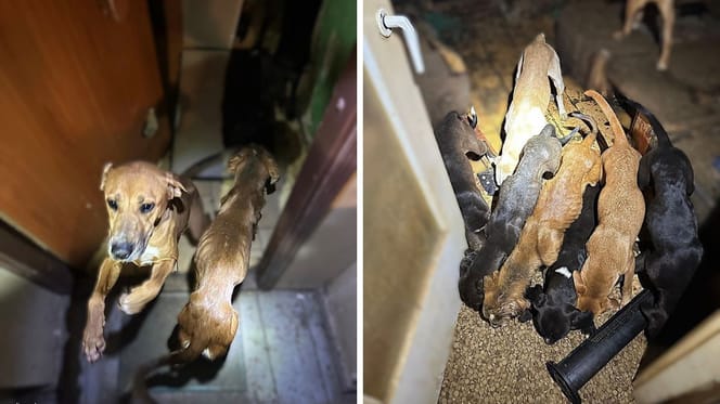 Wygłodzone psy z Wrocławia